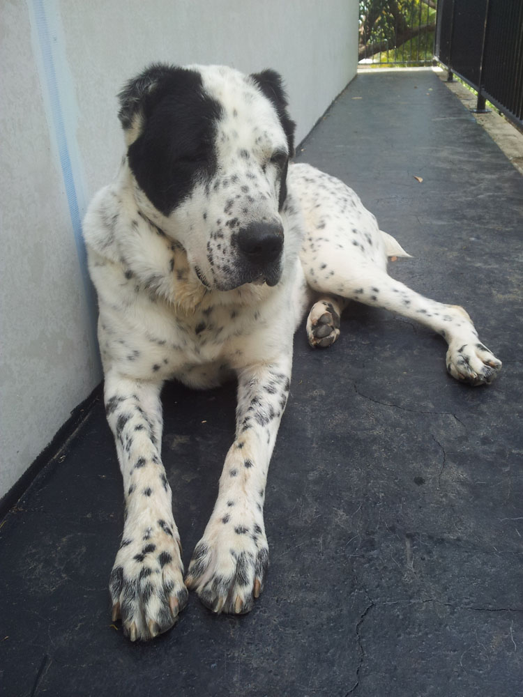 Central Asian Shepherd (Alabai) Dog