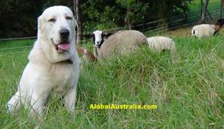Description: Central Asian Shepherd (Alabai) Dog